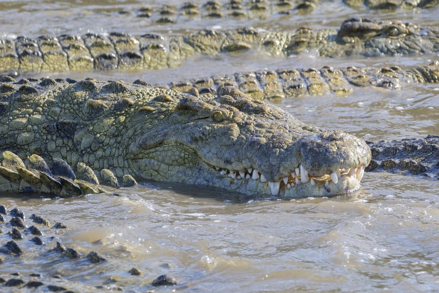 Close-up of the Grumeti river infested with large Nile crocs