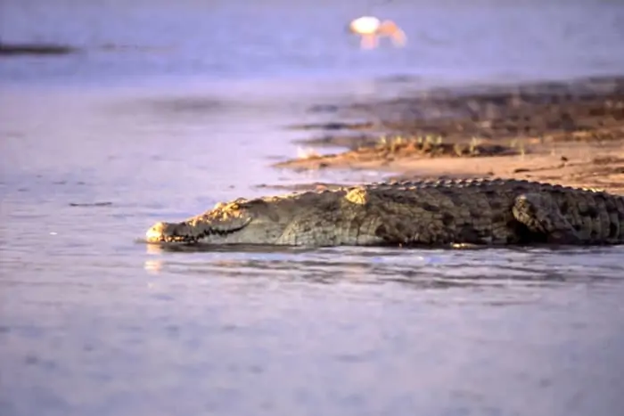 Nile croc resting along a sand bank, in the Selous Game Reserve