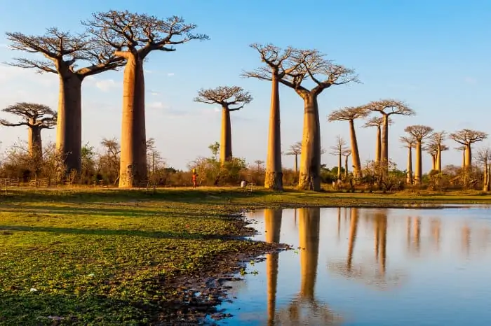 Baobab reflection, near Morondava, Madagascar