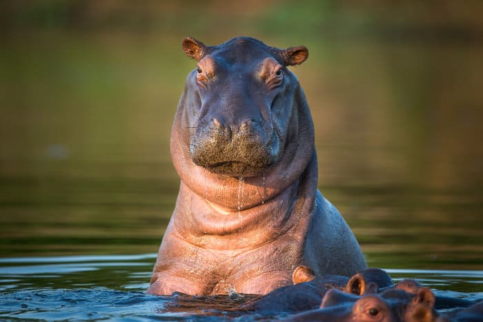 A very large hippo rises above the water to take a look at what's going on