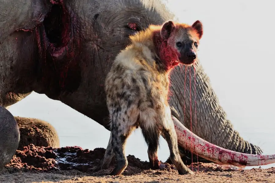 Bloody hyena feeds on a dead elephant in Hwange National Park, Zimbabwe