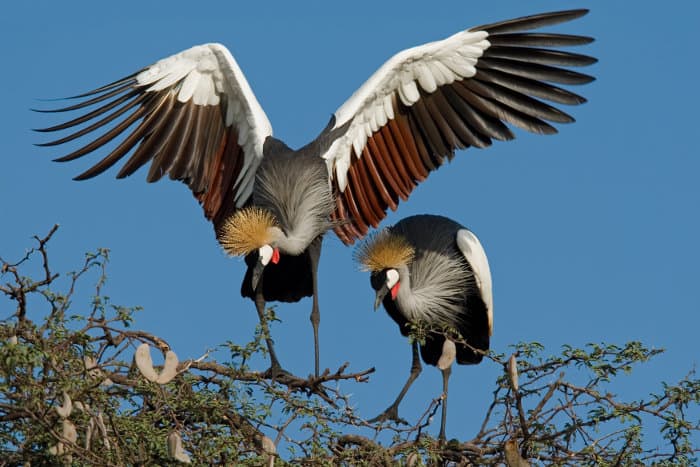 Displaying crowned crane on top of a tree, Hwange