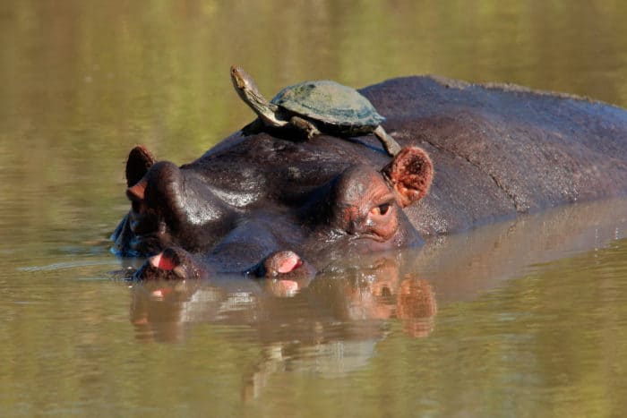 Terrapin enjoying the sun on top of a hippo's back