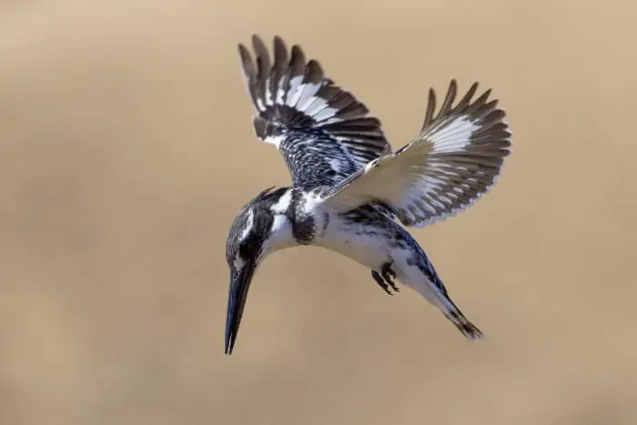 Pied kingfisher hovering above a small pond, hunting for its next meal