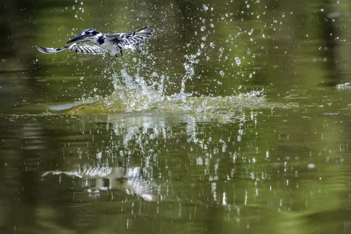 Pied kingfisher splashes out of the water, hunting for its next meal