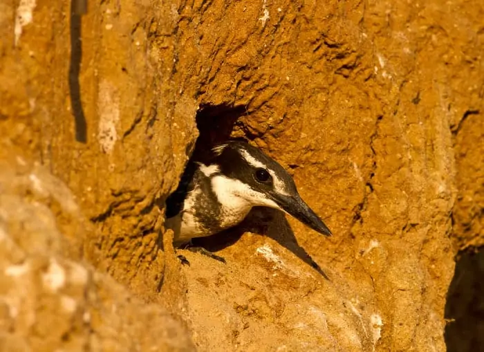 Female pied kingfisher emerges out of her nest. Pied kingfishers make their nests close to water, digging out holes in vertical mud banks