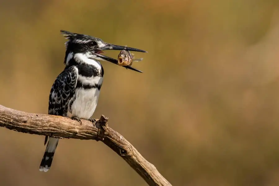 Male pied kingfisher with his catch of the day