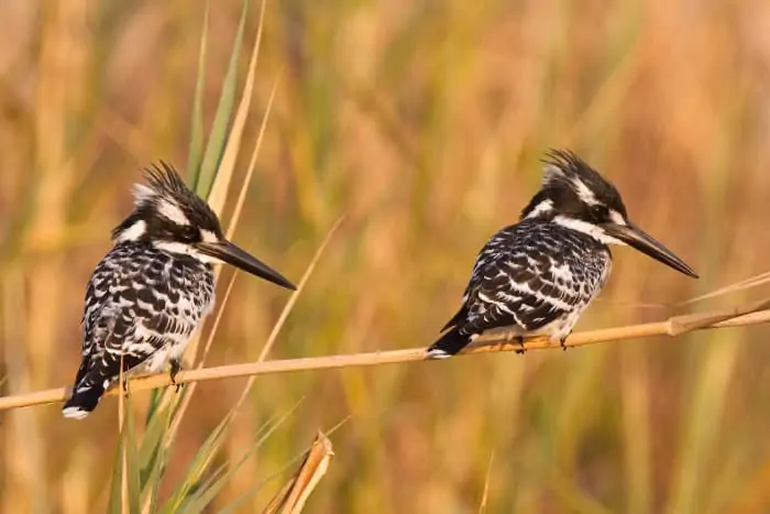 A pair of pied kingfishers resting next to each other on a reed