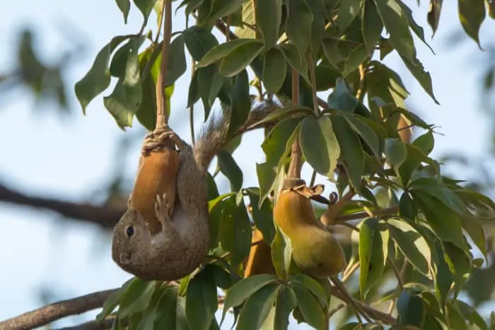 Sun squirrel hanging from a baobab fruit to enjoy its delicious nectar