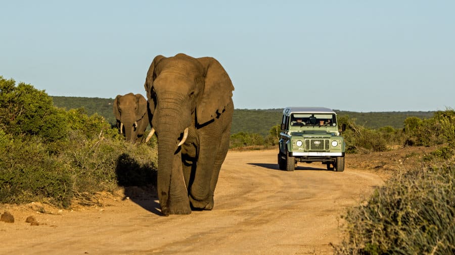 Large elephant marching in the middle of the dirt road, Addo Elephant National Park