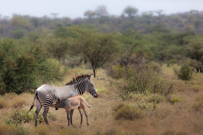 Grevy’s zebra and calf in the African bush