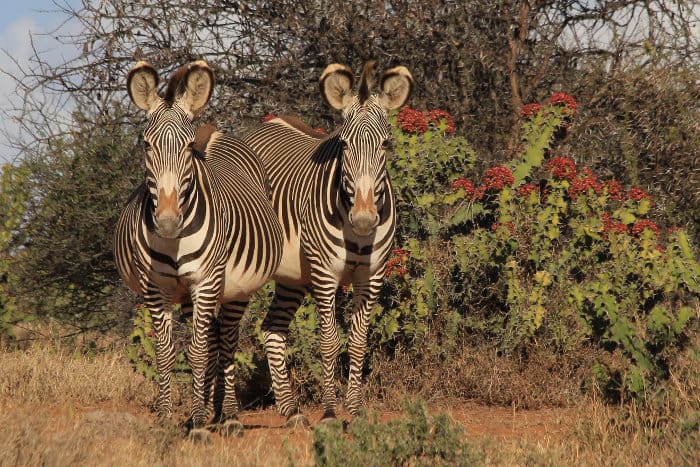 Grevy’s zebras staring at the camera, Laikipia region, Kenya