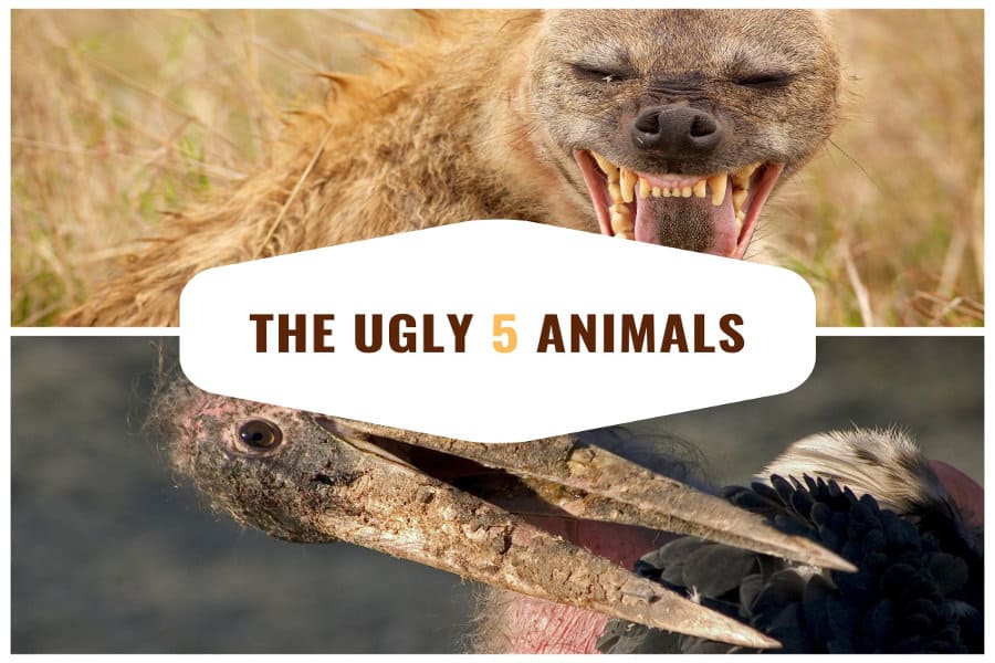 Ugly Five - The five 'ugliest' safari animals on the African savanna