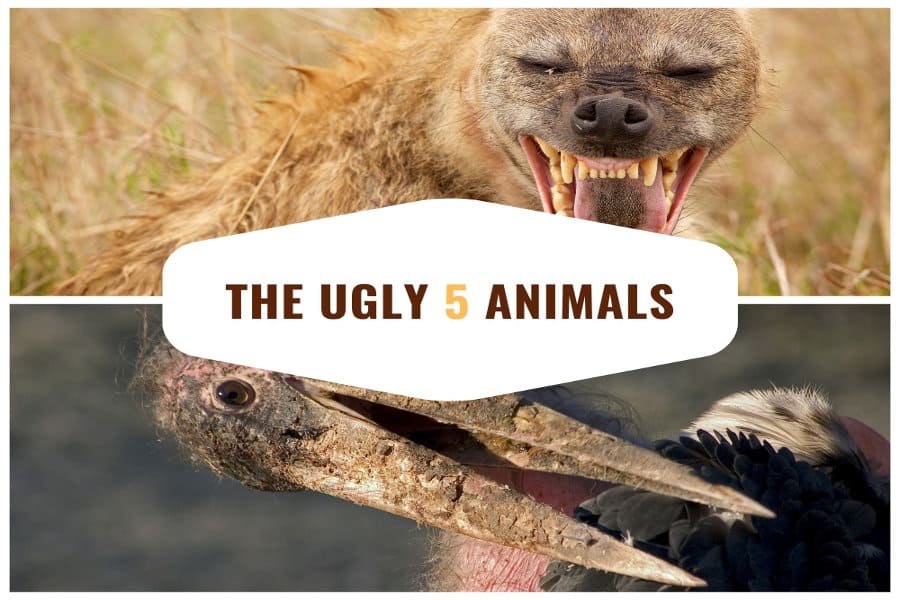 The Ugly 5 Animals Of Africa An Unsightly Safari The Ugly 5 Animals Of Africa An Unsightly Safari
