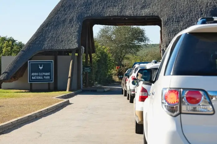Lots of cars queuing at the Addo Elephant Park entrance gate