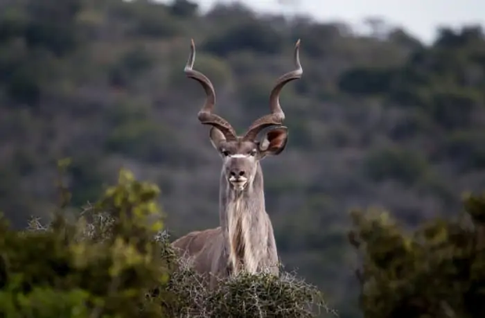 Magnificent kudu bull with spiral horns, Addo Elephant National Park