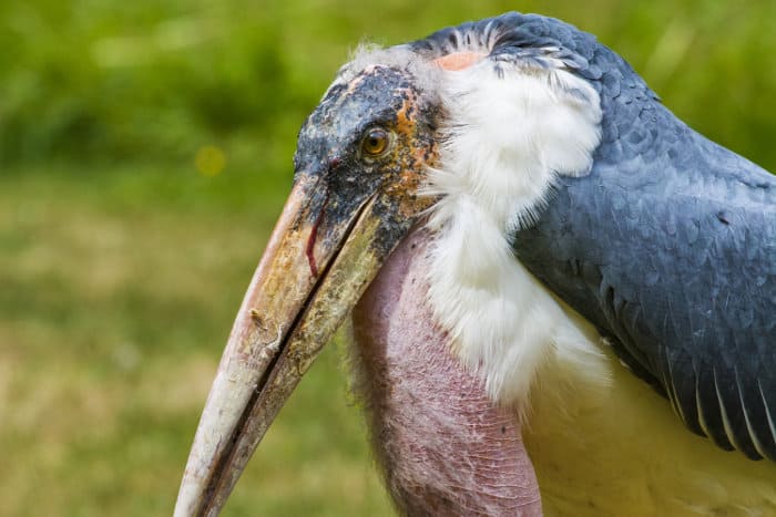 Marabou stork head shot