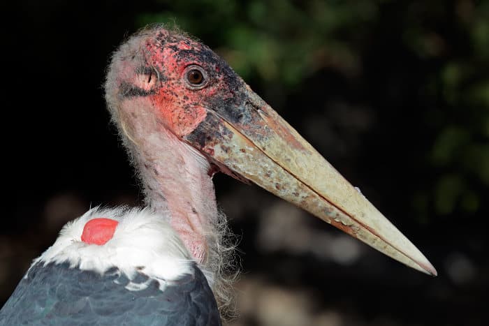 Marabou stork close-up portrait