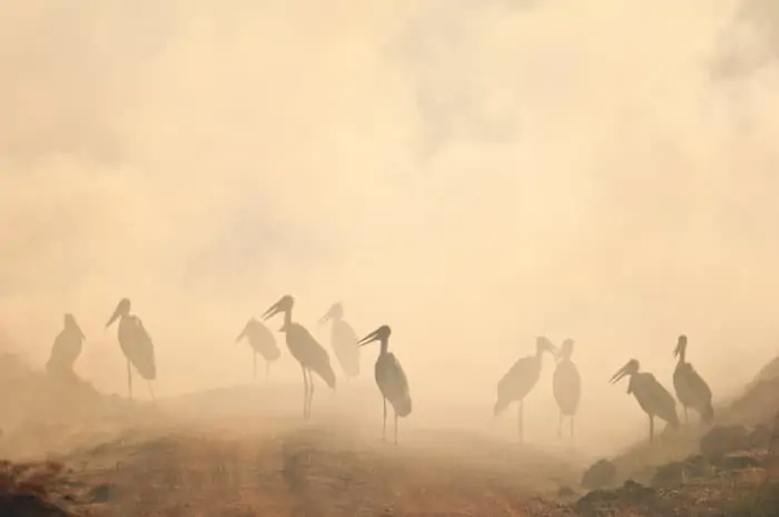 Marabou storks in the smog, caused by a wild fire