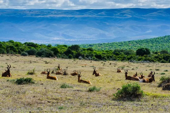 Herd of red hartebeest having a little rest, with some hills in the background, Addo