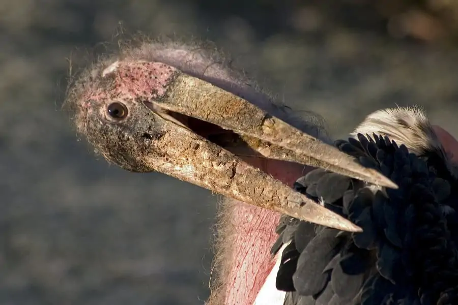 The marabou stork is definitely not the sexiest bird in the world