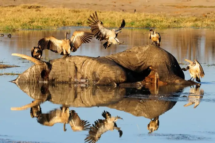 White-backed vultures feeding on a rotten elephant carcass in the water, Hwange, Zimbabwe