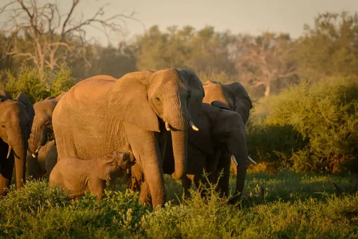African bush elephant herd in Botswana