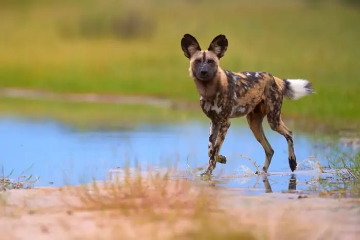 African wild dog "walking on water", Moremi, Botswana