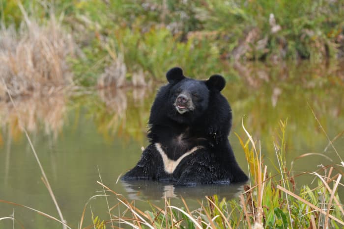  Oso negro asiático que se relaja en un estanque