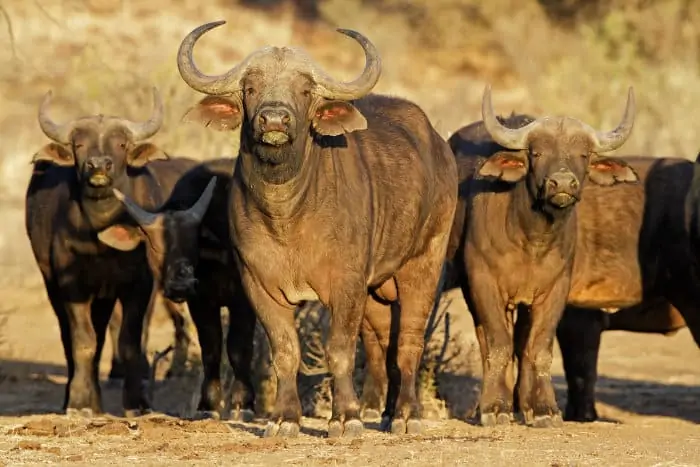 Inquisitive Cape buffaloes staring at the camera