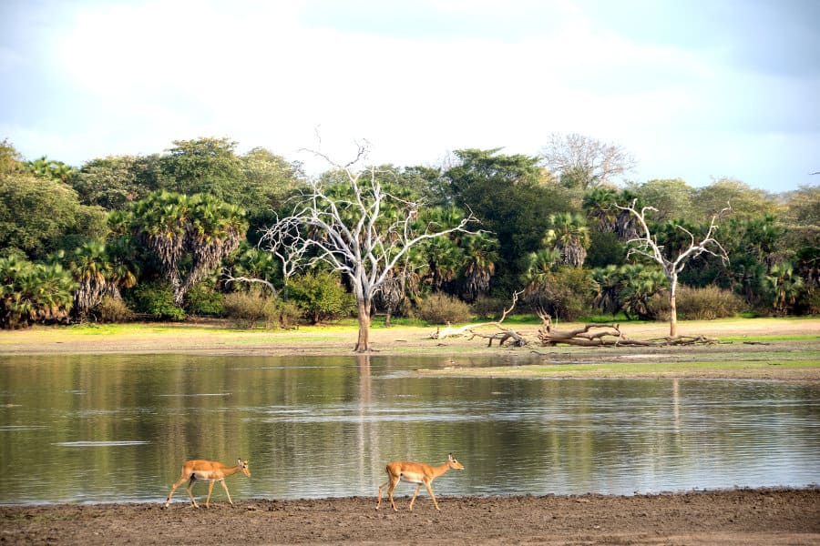 Two female impalas walk on the edge of the river in the Selous Game Reserve, Tanzania