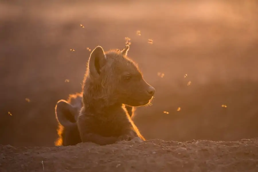 Spotted hyena cub in cloud of flies, with stunning back light