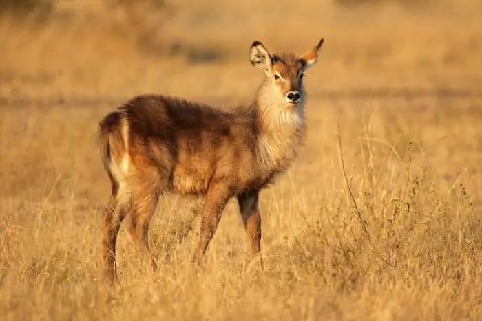 Common waterbuck calf in late afternoon sunlight