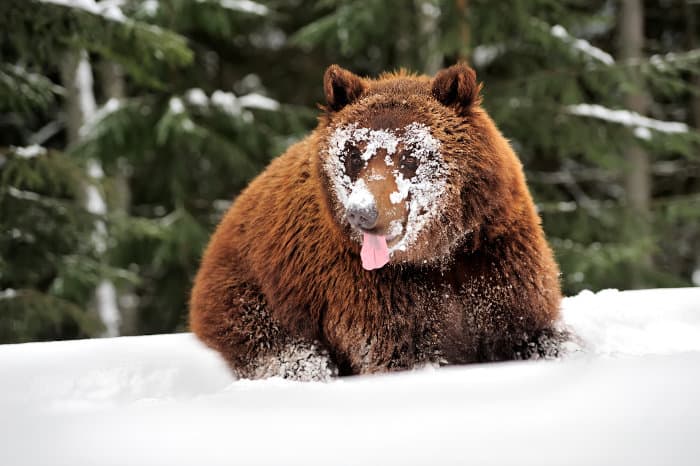 Funny brown bear picture, with face covered in snow and tongue sticking out
