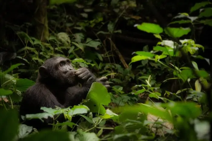 Dreamy chimpanzee in Kibale Forest National Park