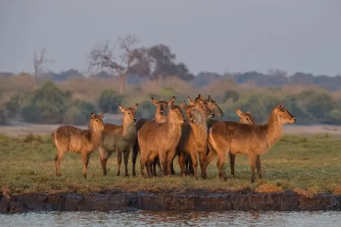 Herd of common waterbuck at sunrise, waiting to cross the Chobe river