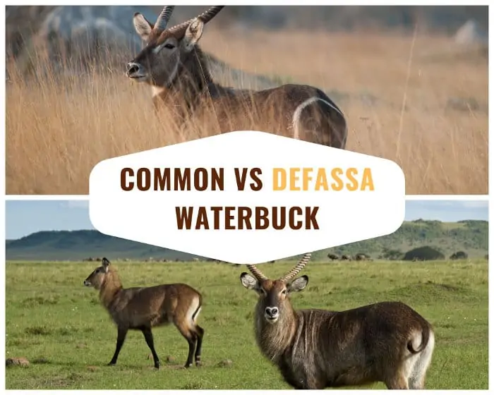 The main difference between the common waterbuck and the defassa waterbuck