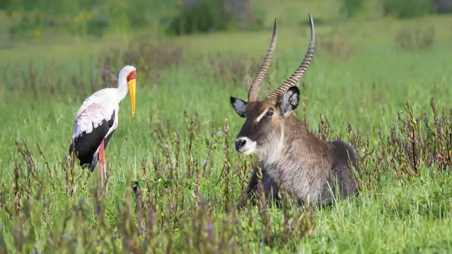 Yellow-billed stork and defassa waterbuck having a little 'chat'