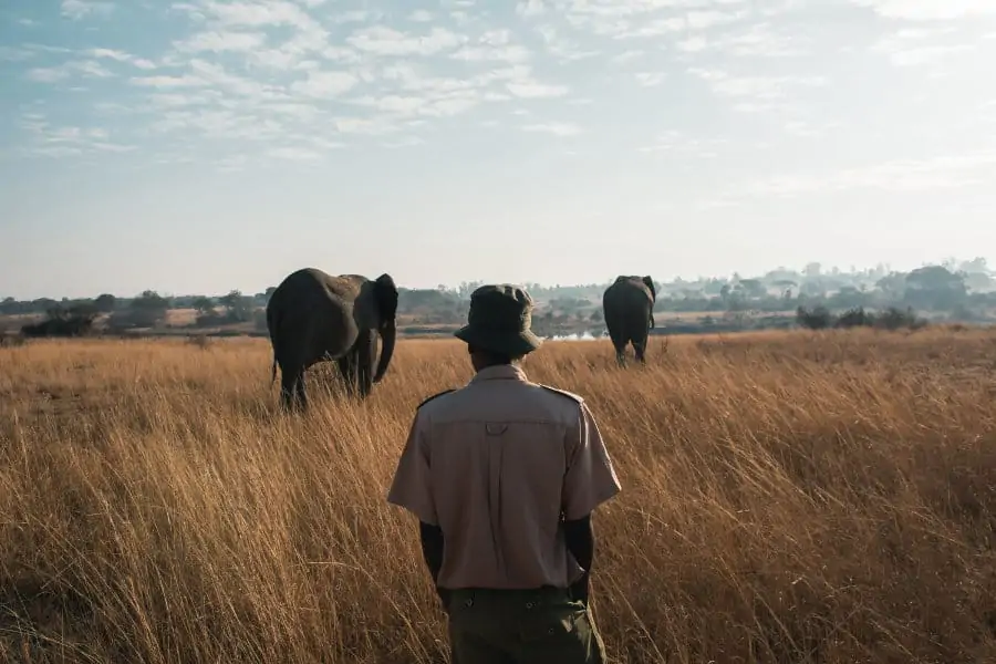 An elephant handler watches over two sub-adult African elephants at the Imire Rhino & Wildlife Conservation in Zimbabwe