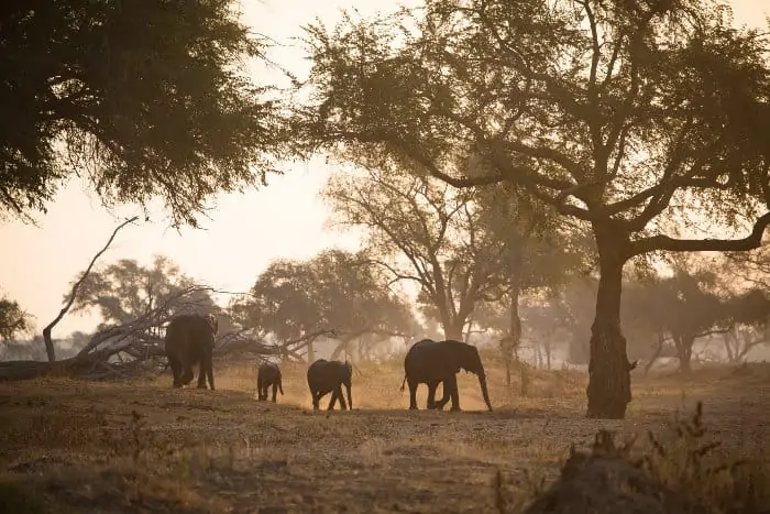 Four elephants in late afternoon sunlight, Gonarezhou National Park, Zimbabwe