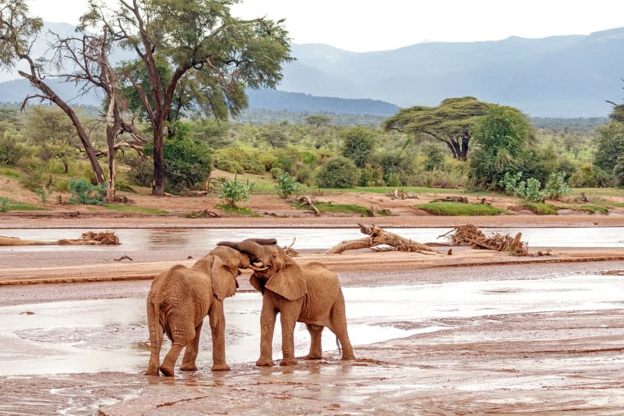 Two young bull elephants play fighting by the river, in the Samburu National Reserve