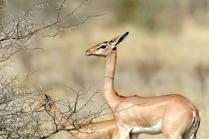The gerenuk is a sweet mix between an impala and a giraffe