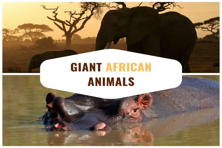 Learn all about the giant animals that exist on the African plains