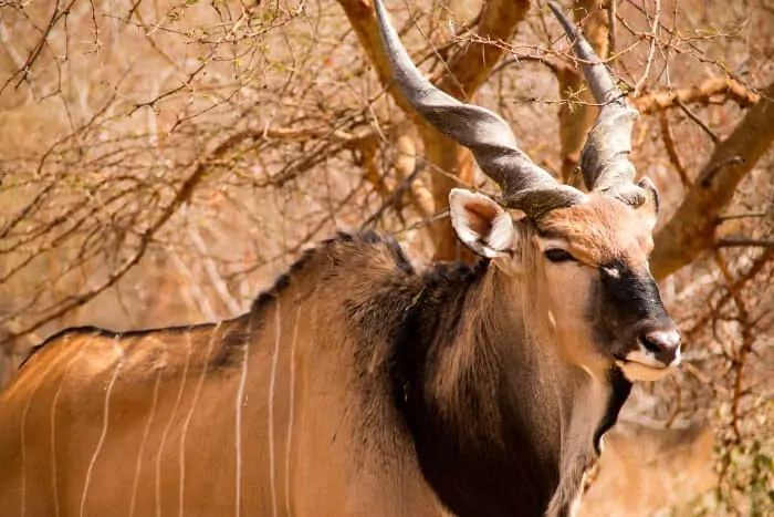 Giant eland close-up in the Bandia reserve, Senegal