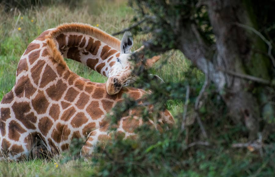 How Do Giraffes Sleep? (In the Wild vs Captivity)