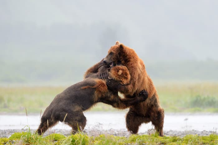 twee grote grizzlyberen vechten om dominantie 