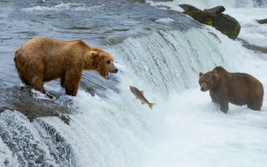 Two grizzly bears hunting salmon at Brooks Falls, Katmai National Park, southern Alaska