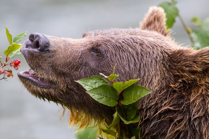 Grizzlybjörnporträtt, äter tranbär i den kanadensiska vildmarken