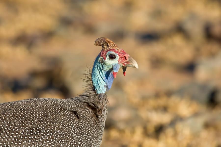Close-up picture of a helmeted guineafowl against blurred background