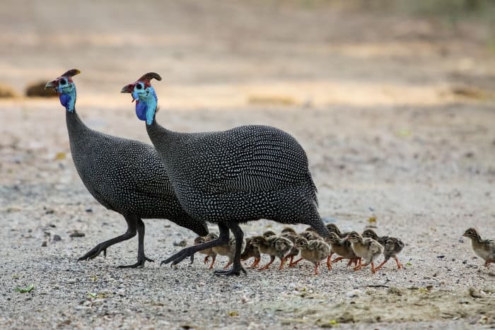 A large helmeted guineafowl family crosses the road in the Kruger park